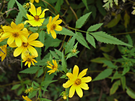 image of Bidens polylepis, Ditch Daisy, Bearded Beggarticks, Midwestern Tickseed-sunflower, Tickseed Sunflower