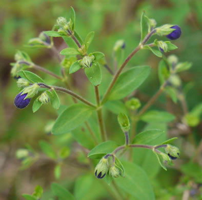 image of Trichostema dichotomum, Common Blue Curls, Forked Blue Curls