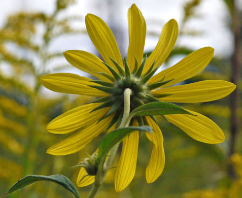 Tall Sunflower