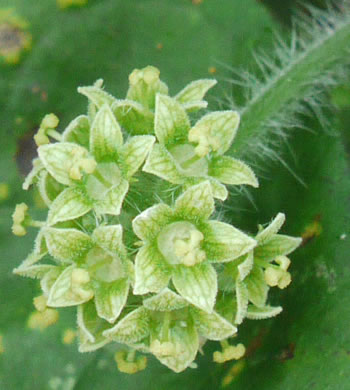 image of Sicyos angulatus, Bur-cucumber, Star-cucumber, Nimble-Kate