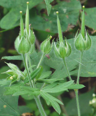 image of Geranium carolinianum, Carolina Cranesbill