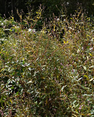 image of Persicaria pensylvanica, Pennsylvania Smartweed, Pinkweed, Common Smartweed