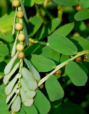 image of Emblica urinaria, Chamber Bitter, Gripeweed