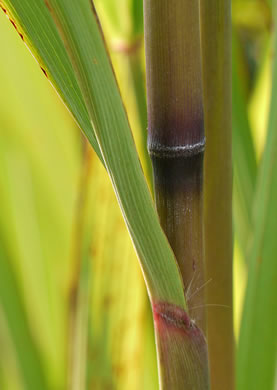 image of Erianthus contortus, Bent-awn Plumegrass