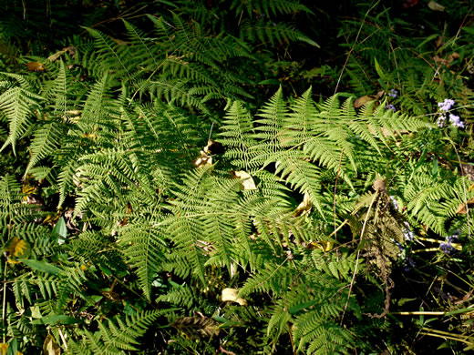 image of Macrothelypteris torresiana, Mariana Maiden-fern, Swordfern, False Maiden-fern