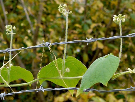 image of Sicyos angulatus, Bur-cucumber, Star-cucumber, Nimble-Kate