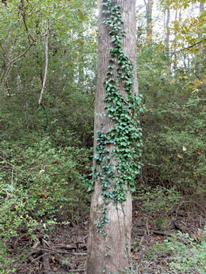 image of Euonymus fortunei, Wintercreeper, Climbing Euonymus, Chinese Spindle-tree