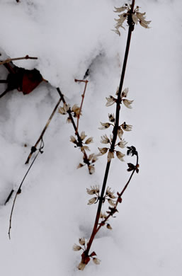 image of Salvia lyrata, Lyreleaf Sage, Cancer-weed