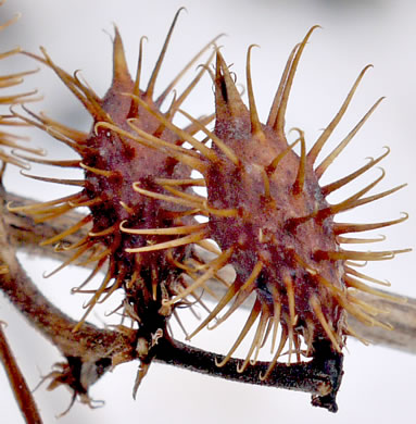 image of Xanthium chinense, Common Cocklebur