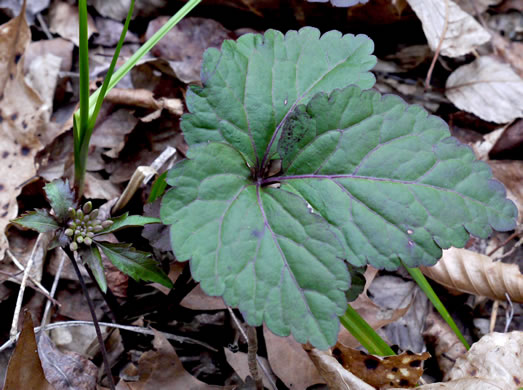 image of Cardamine angustata, Eastern Slender Toothwort