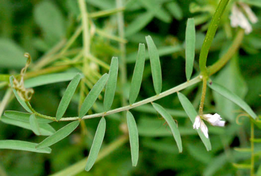 image of Vicia hirsuta, Tiny Vetch, Hairy Tare