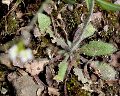 image of Arabidopsis thaliana, Mouse-ear Cress