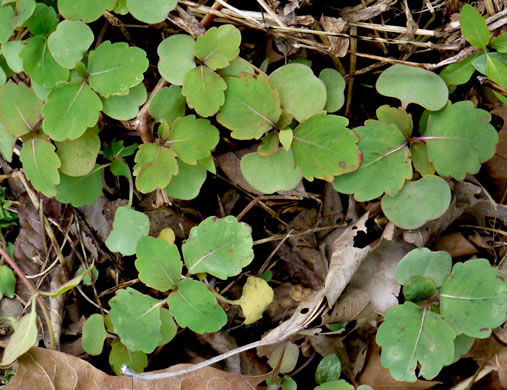 image of Impatiens capensis, Spotted Jewelweed, Spotted Touch-me-not, Orange Jewelweed, Orange Touch-me-not