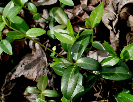 image of Vinca minor, Common Periwinkle, Myrtle Vinca