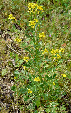 image of Barbarea verna, Early Winter-cress, Creasy