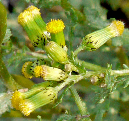 image of Senecio vulgaris, Groundsel