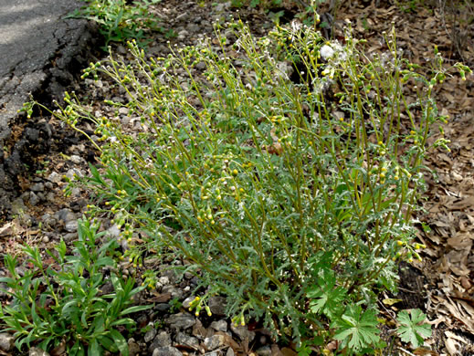 image of Senecio vulgaris, Groundsel