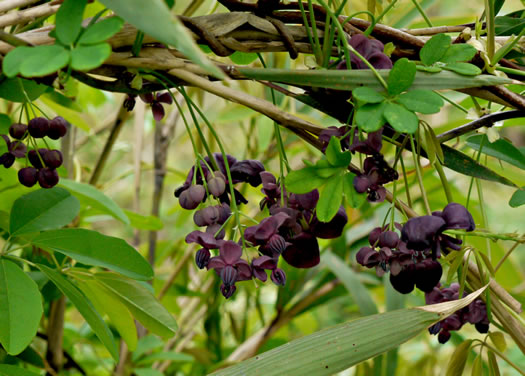 image of Akebia quinata, Five-leaf Akebia, Chocolate-vine