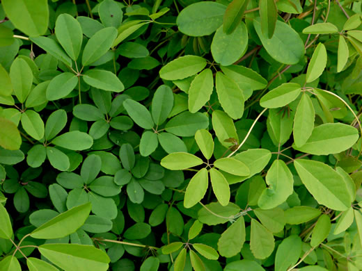 image of Akebia quinata, Five-leaf Akebia, Chocolate-vine