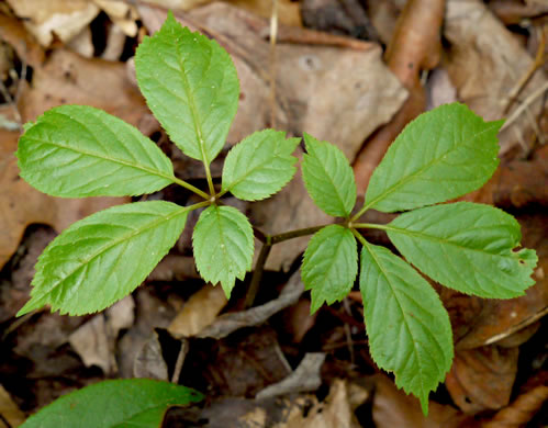 image of Panax quinquefolius, American Ginseng, Sang