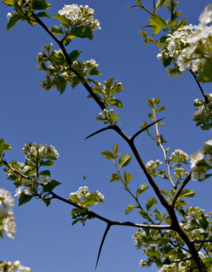 image of Crataegus harbisonii, Harbison's Hawthorn