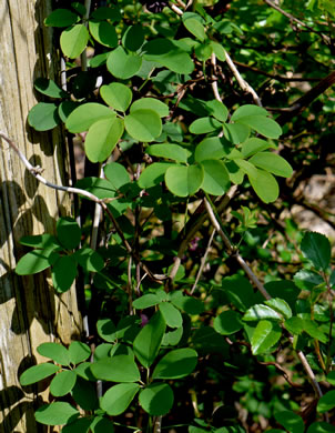 image of Akebia quinata, Five-leaf Akebia, Chocolate-vine