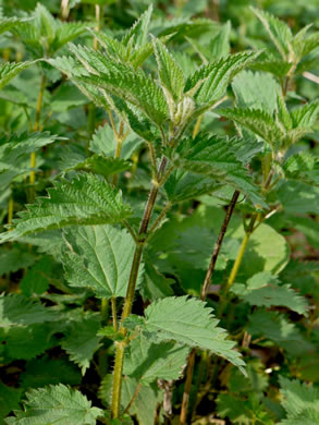 image of Urtica dioica ssp. dioica, European Stinging Nettle, Great Nettle