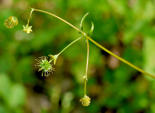 image of Geum vernum, Spring Avens, Heartleaf Avens