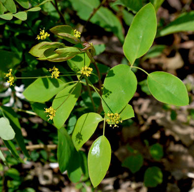 image of Taenidia integerrima, Yellow Pimpernel