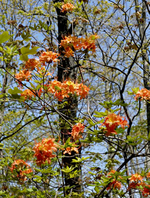 image of Rhododendron calendulaceum, Flame Azalea