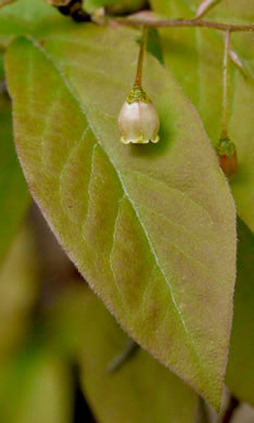 image of Gaylussacia ursina, Bear Huckleberry, Buckberry, Mountain Huckleberry, Bearberry