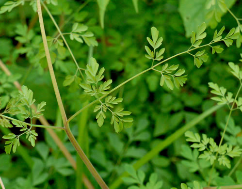 image of Adlumia fungosa, Climbing Fumitory, Allegheny Vine, Cliff-Harlequin