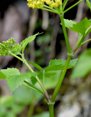 image of Thaspium barbinode, Hairy-jointed Meadow-parsnip