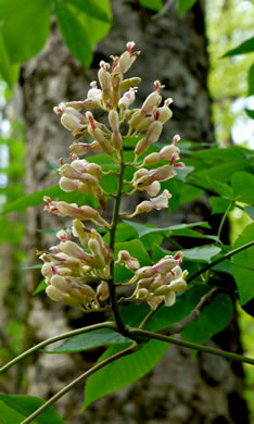 image of Aesculus flava, Yellow Buckeye