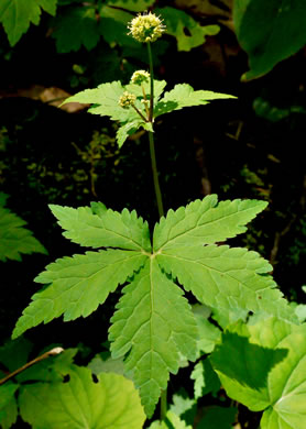 image of Sanicula odorata, Clustered Snakeroot, Clustered Sanicle, Yellow-flowered Snakeroot, Fragrant Snakeroot