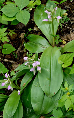 image of Galearis spectabilis, Showy Orchis