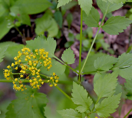 image of Thaspium barbinode, Hairy-jointed Meadow-parsnip