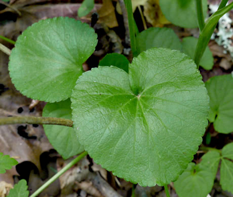 image of Thaspium trifoliatum var. trifoliatum, Purple Meadow-parsnip, Woodland Parsnip