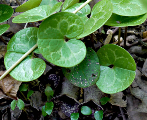 image of Hexastylis harperi, Harper's Heartleaf