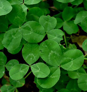 image of Trifolium repens, White Clover, White Dutch Clover, Ladino Clover