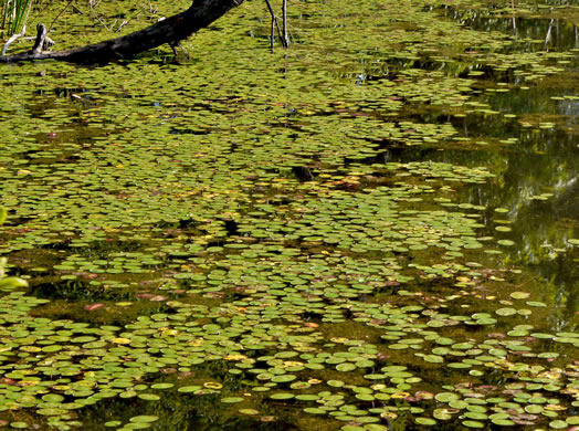 image of Brasenia schreberi, Water-shield, Purple Wen-dock