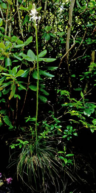 image of Xerophyllum asphodeloides, Eastern Turkeybeard, Beargrass, Mountain-asphodel