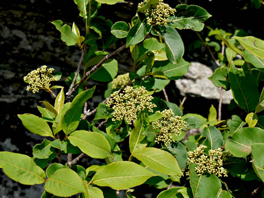 image of Viburnum cassinoides, Northern Wild Raisin, Witherod, Shonny Haw, Shawnee Haw