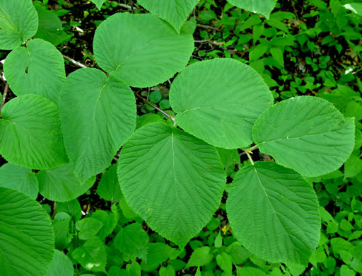 image of Viburnum lantanoides, Witch Hobble, Moosewood, Hobblebush, Tangle-legs