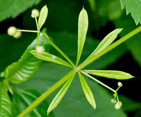 image of Galium aparine, Cleavers, Bedstraw