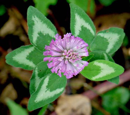 image of Trifolium pratense, Red Clover