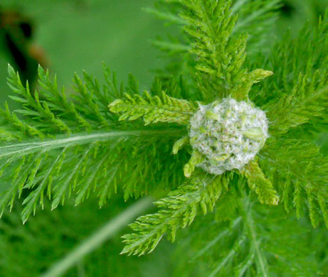 image of Achillea gracilis, Eastern Yarrow, Eastern Thousandleaf