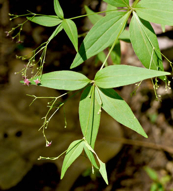 image of Galium latifolium, Purple Bedstraw, Wideleaf Bedstraw