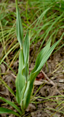 image of Eryngium yuccifolium var. yuccifolium, Northern Rattlesnake-master, Button Snakeroot