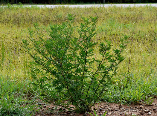 image of Ambrosia artemisiifolia, Annual Ragweed, Common Ragweed, Hogweed